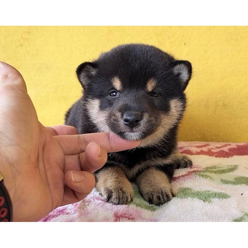 販売中の埼玉県の豆柴-434043の7枚目