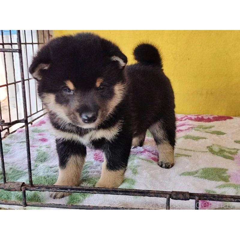 販売中の埼玉県の豆柴-434043の6枚目