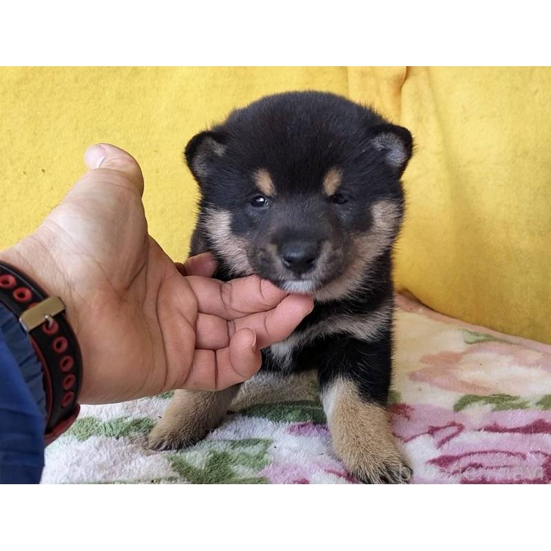 販売中の埼玉県の豆柴-434043の5枚目