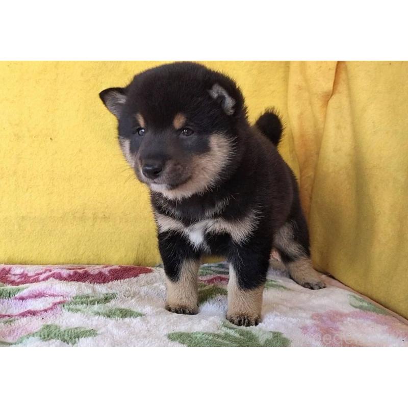 販売中の埼玉県の豆柴-434043の4枚目