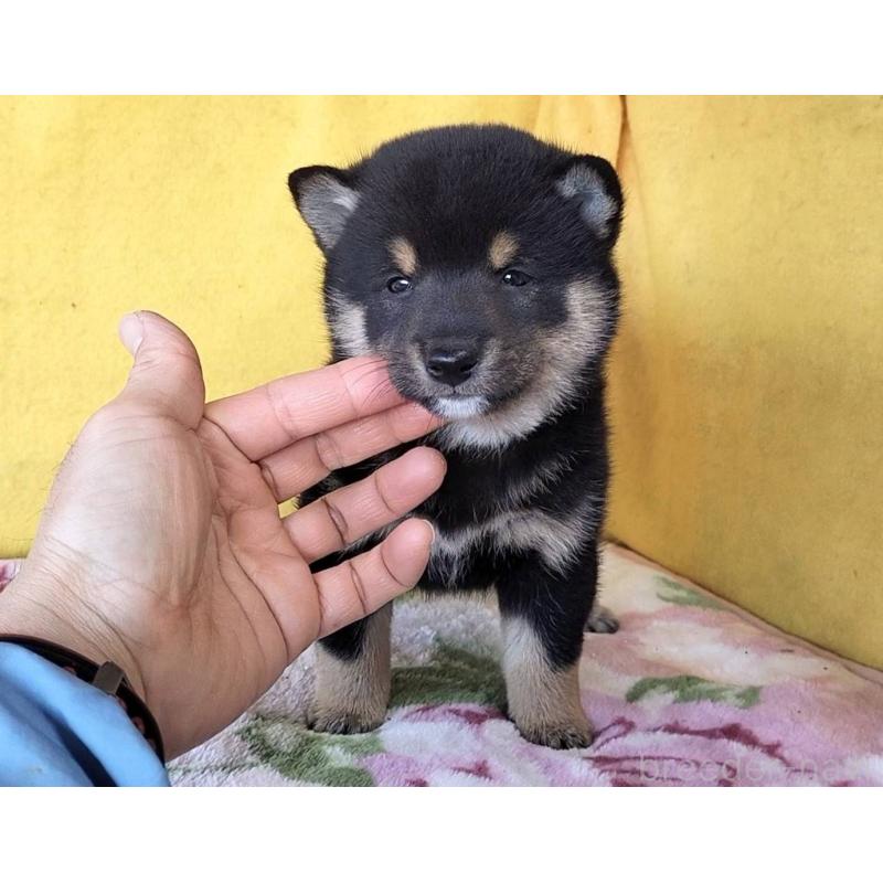 販売中の埼玉県の豆柴-434043の3枚目