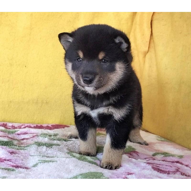 販売中の埼玉県の豆柴-434043の2枚目