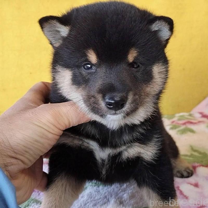 販売中の埼玉県の豆柴-434043の1枚目