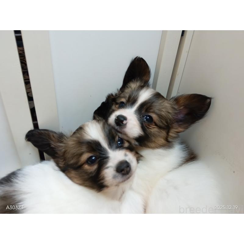 販売中の千葉県のパピヨン-423097の47枚目