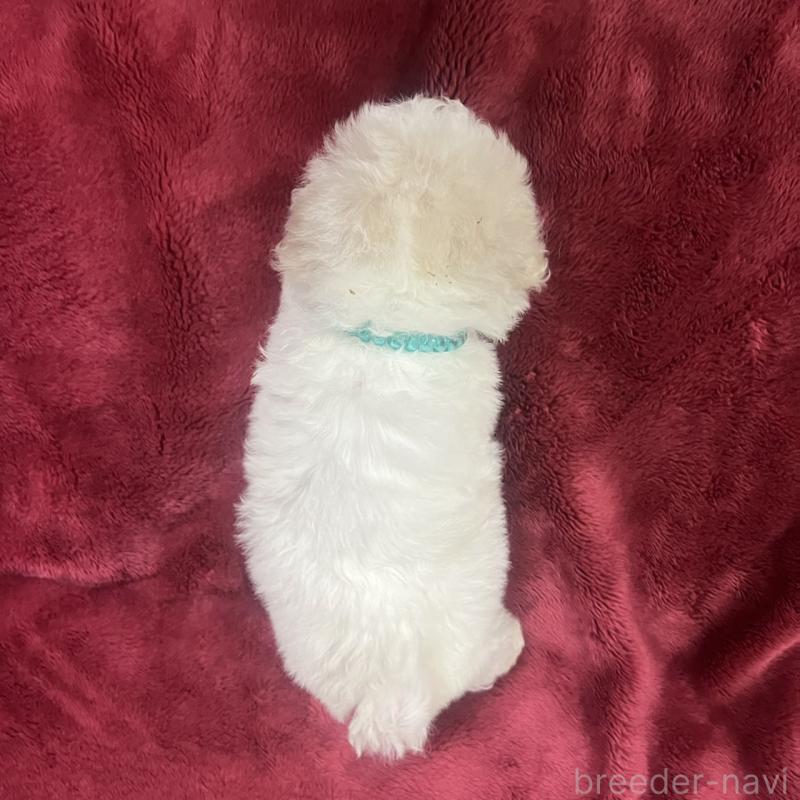 販売中の三重県のビションフリーゼ-434045の7枚目