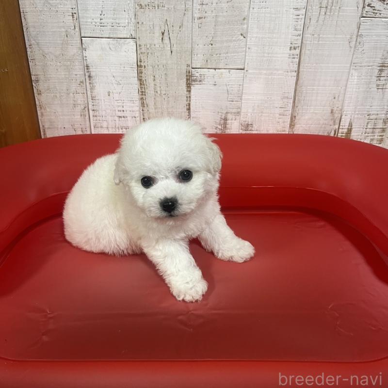 販売中の三重県のビションフリーゼ-434045の6枚目