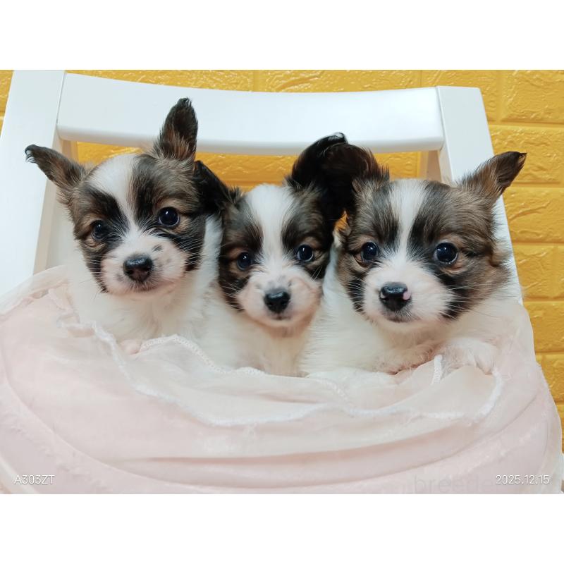 販売中の千葉県のパピヨン-423097の46枚目