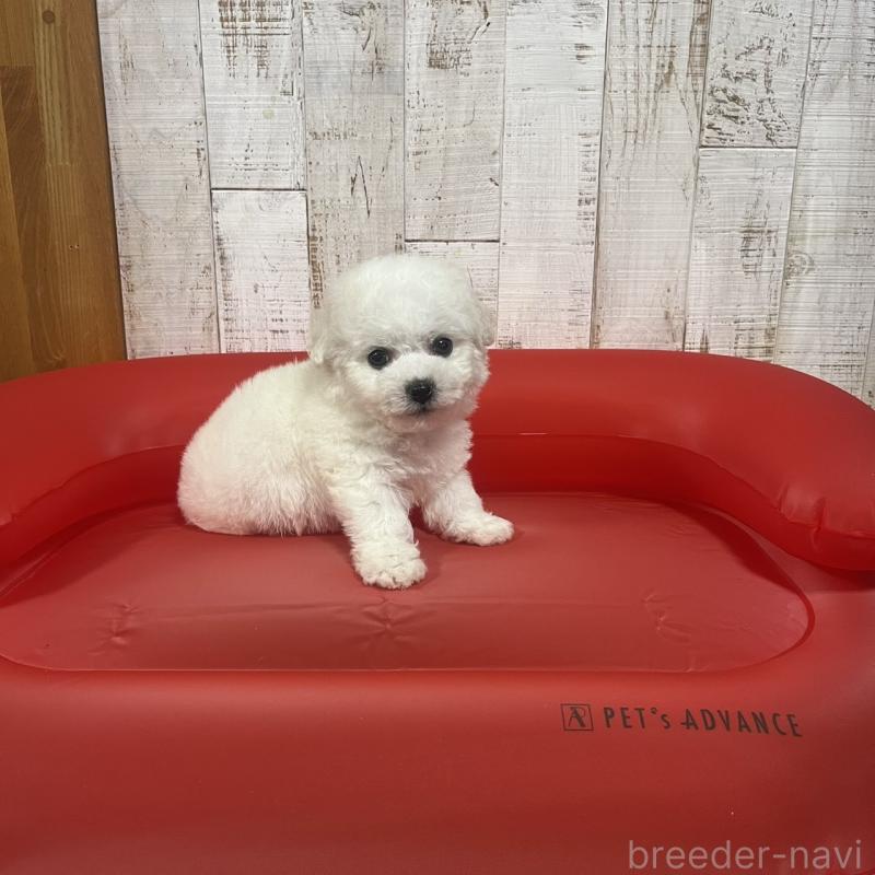 販売中の三重県のビションフリーゼ-434045の5枚目