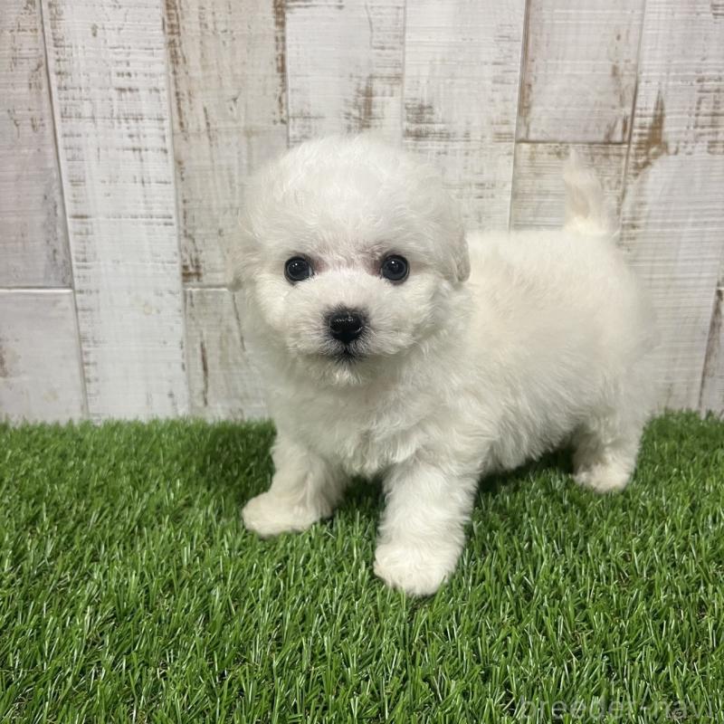 販売中の三重県のビションフリーゼ-434045の3枚目