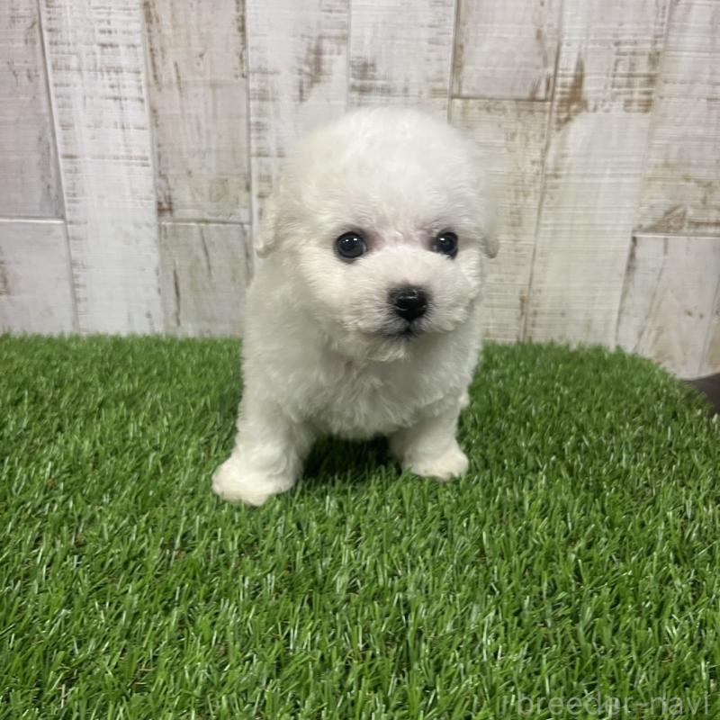 販売中の三重県のビションフリーゼ-434045の4枚目