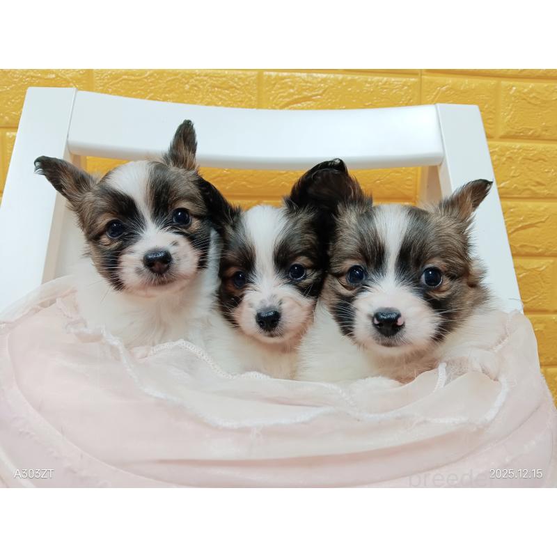 販売中の千葉県のパピヨン-423097の45枚目