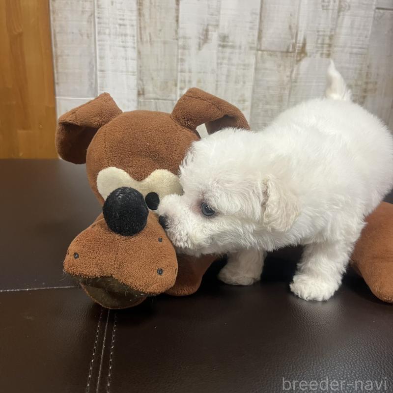 販売中の三重県のビションフリーゼ-434045の2枚目