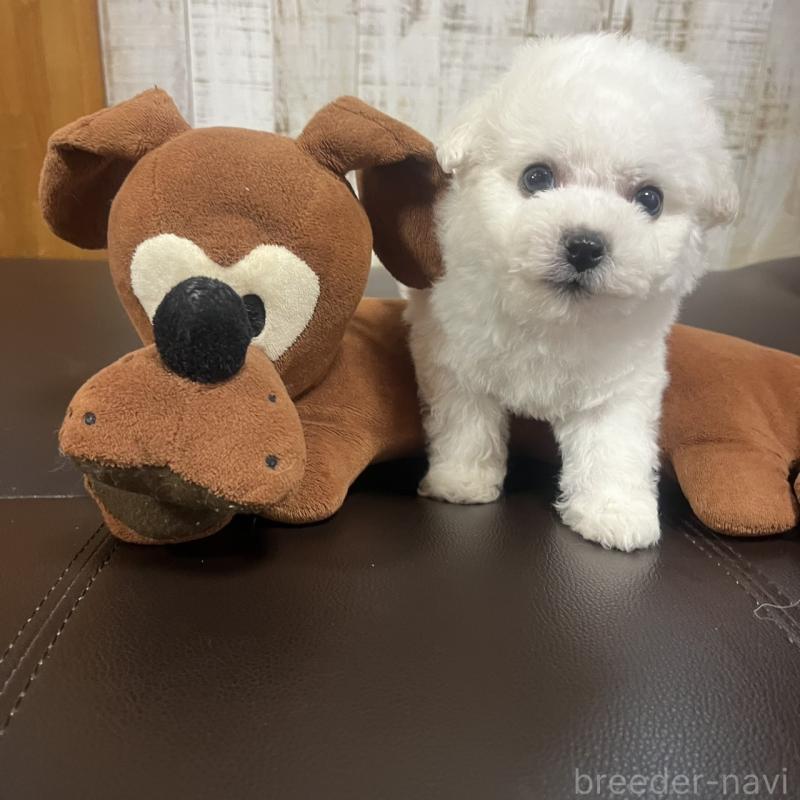 販売中の三重県のビションフリーゼ-434045