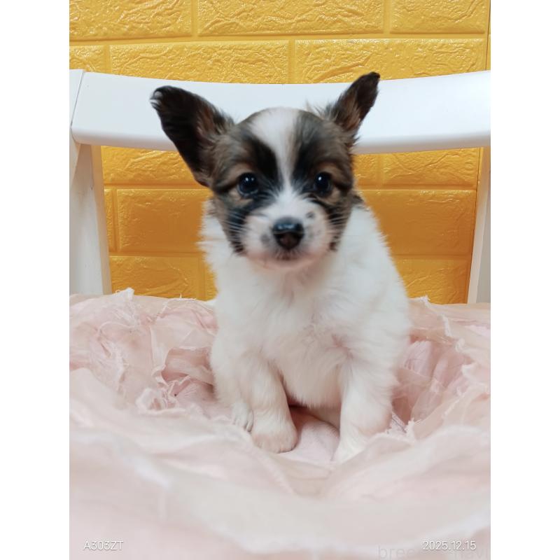 販売中の千葉県のパピヨン-423097の44枚目