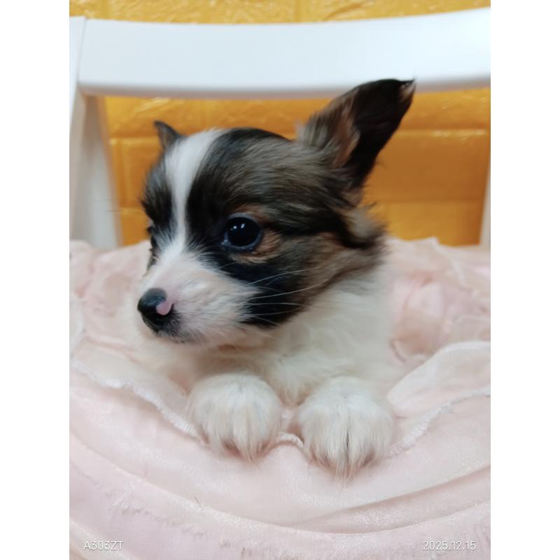 販売中の千葉県のパピヨン-423097の43枚目