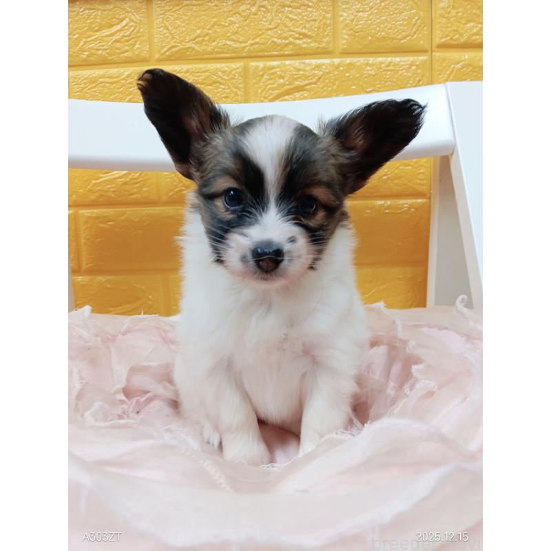 販売中の千葉県のパピヨン-423097の42枚目