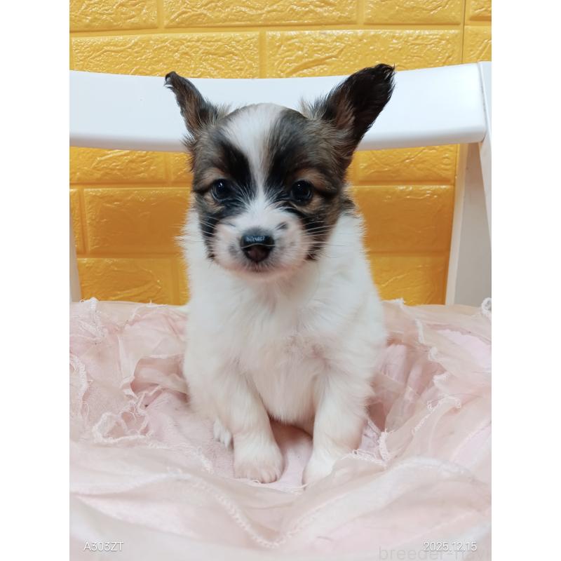 販売中の千葉県のパピヨン-423097の40枚目