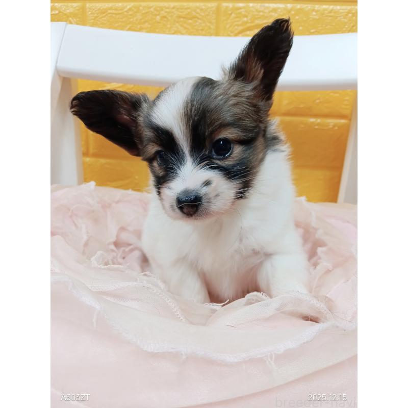 販売中の千葉県のパピヨン-423097の38枚目