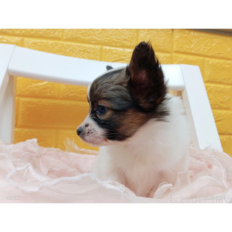 販売中の千葉県のパピヨン-423097の37枚目