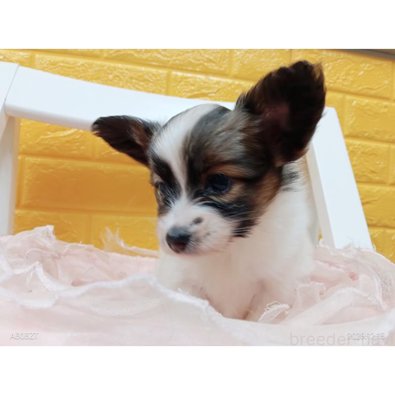 販売中の千葉県のパピヨン-423097の36枚目