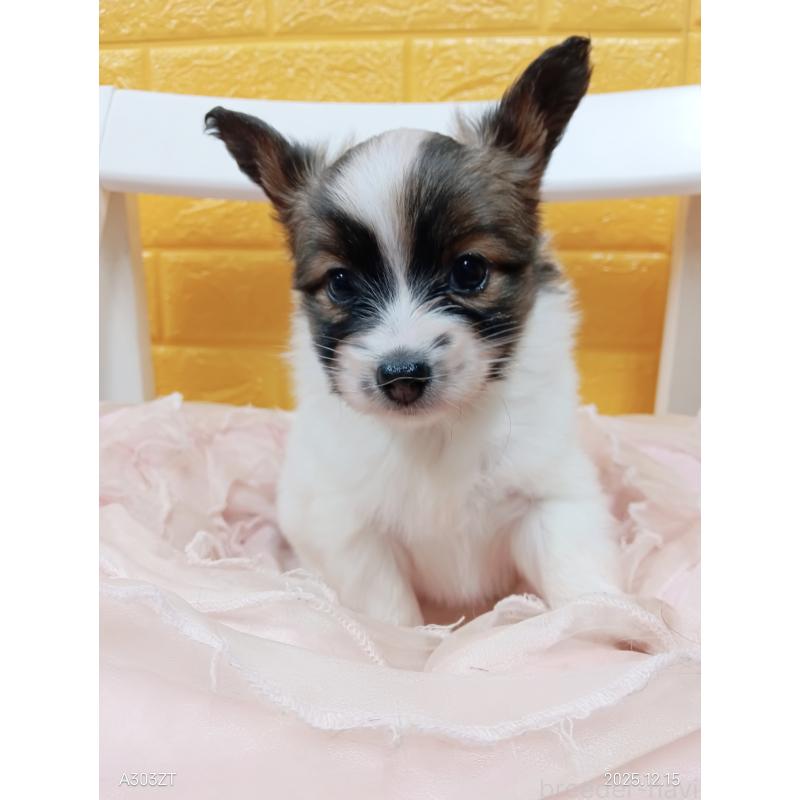 販売中の千葉県のパピヨン-423097の35枚目