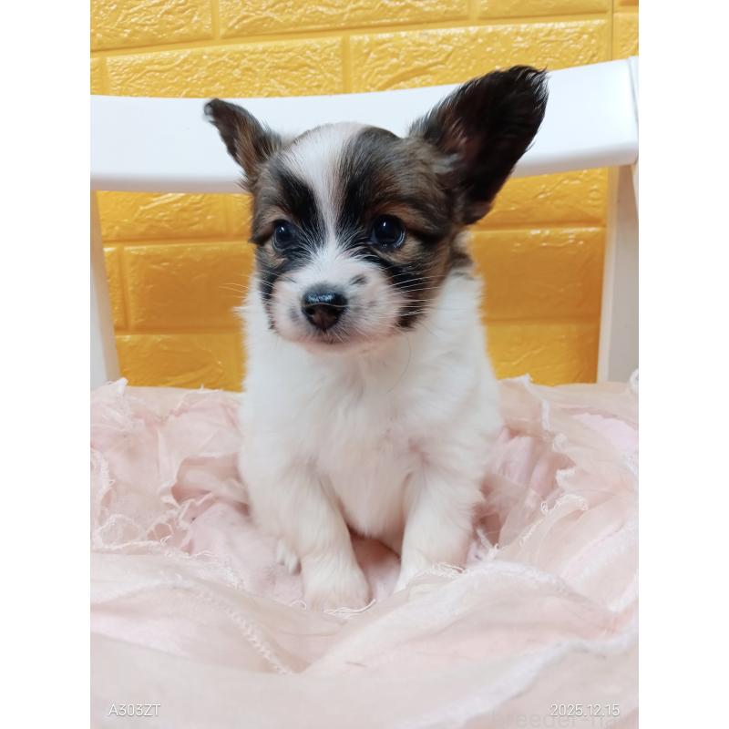 販売中の千葉県のパピヨン-423097の34枚目