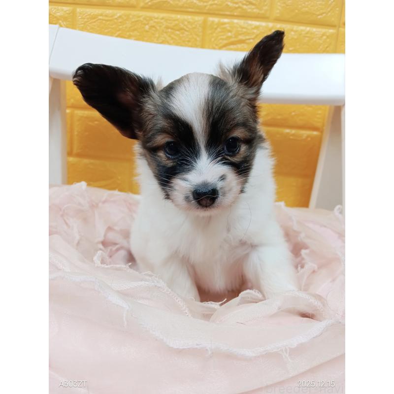 販売中の千葉県のパピヨン-423097の33枚目