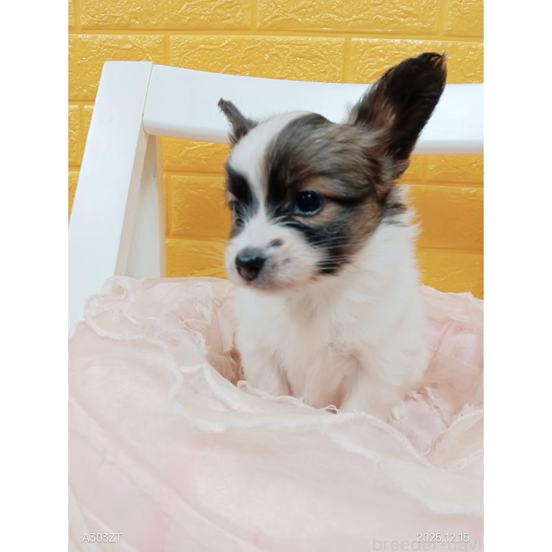 販売中の千葉県のパピヨン-423097の31枚目