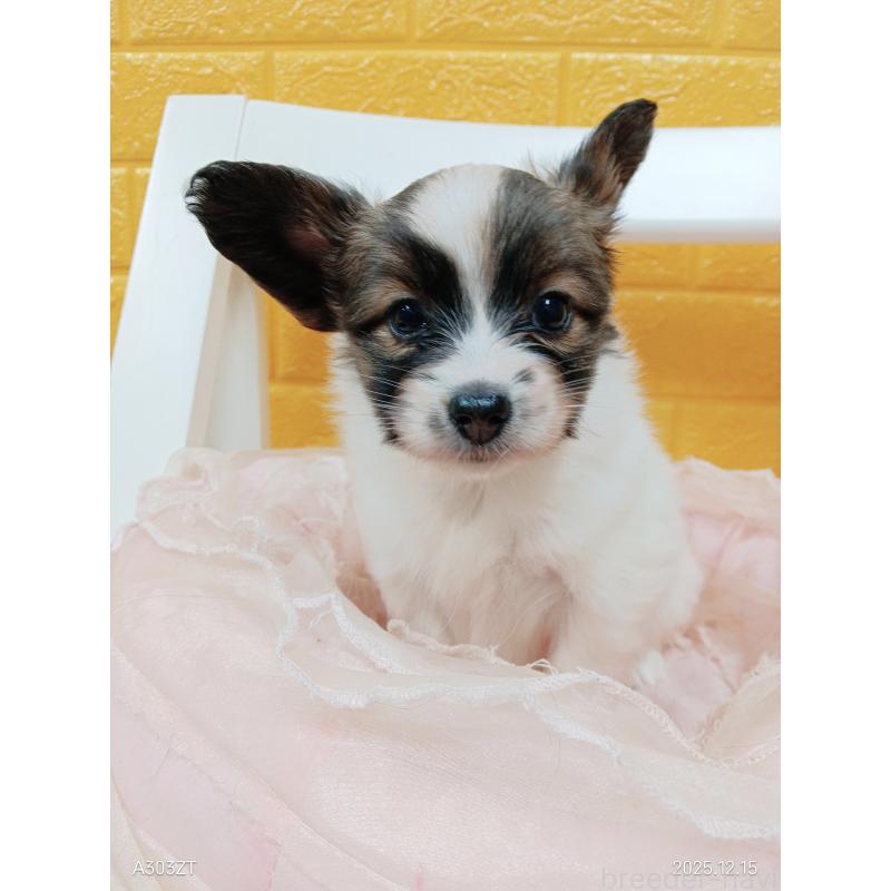 販売中の千葉県のパピヨン-423097の30枚目