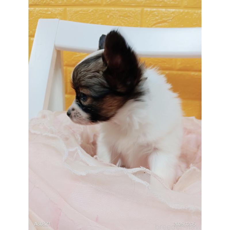 販売中の千葉県のパピヨン-423097の29枚目