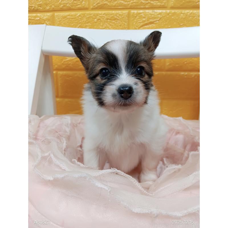 販売中の千葉県のパピヨン-423097の28枚目