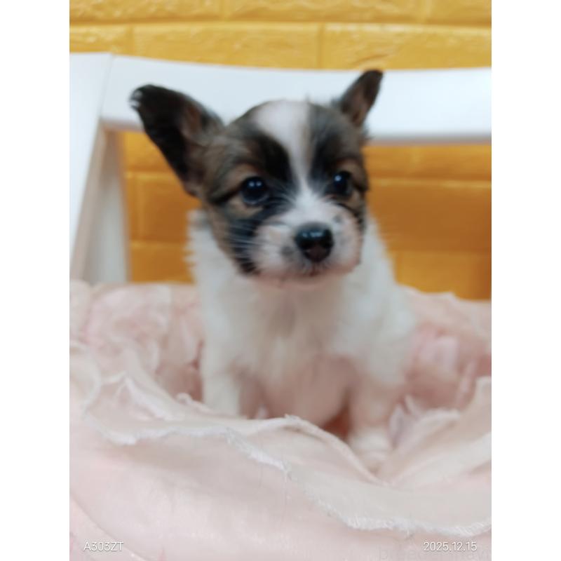 販売中の千葉県のパピヨン-423097の27枚目