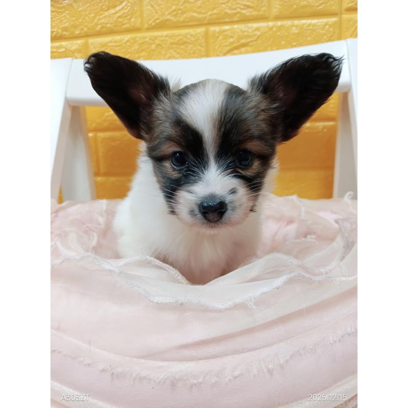 販売中の千葉県のパピヨン-423097の26枚目