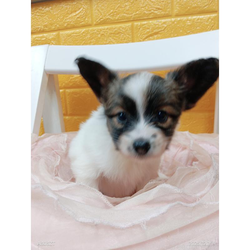 販売中の千葉県のパピヨン-423097の25枚目