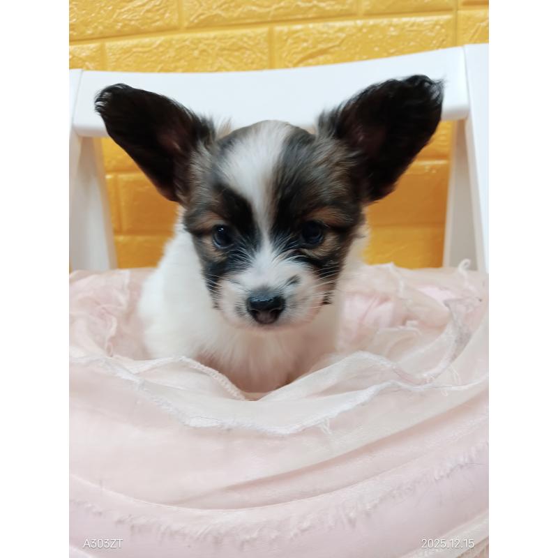 販売中の千葉県のパピヨン-423097の24枚目