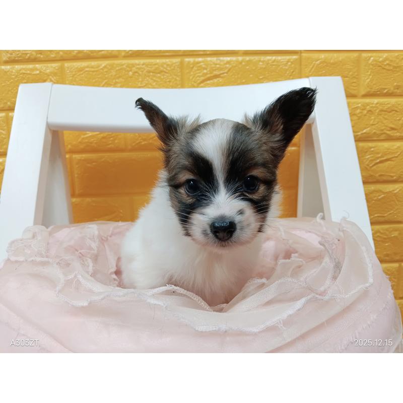 販売中の千葉県のパピヨン-423097の23枚目