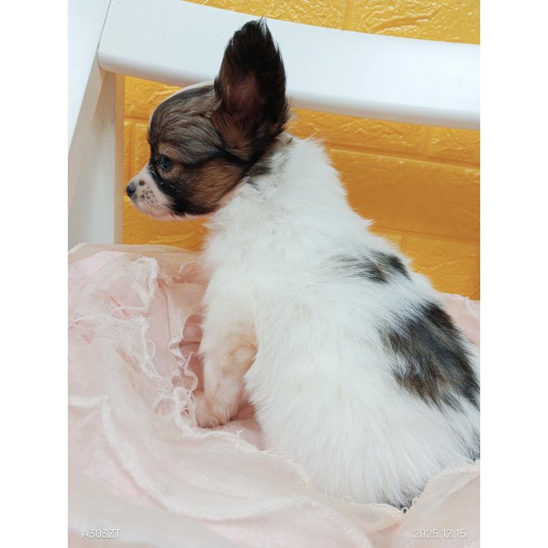 販売中の千葉県のパピヨン-423097の22枚目