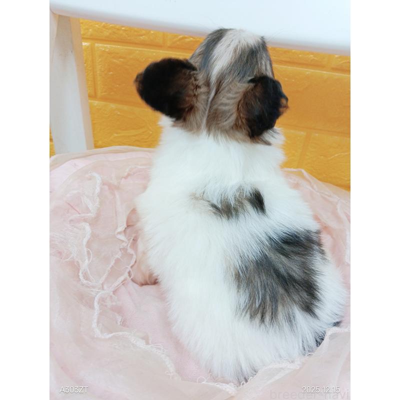 販売中の千葉県のパピヨン-423097の21枚目