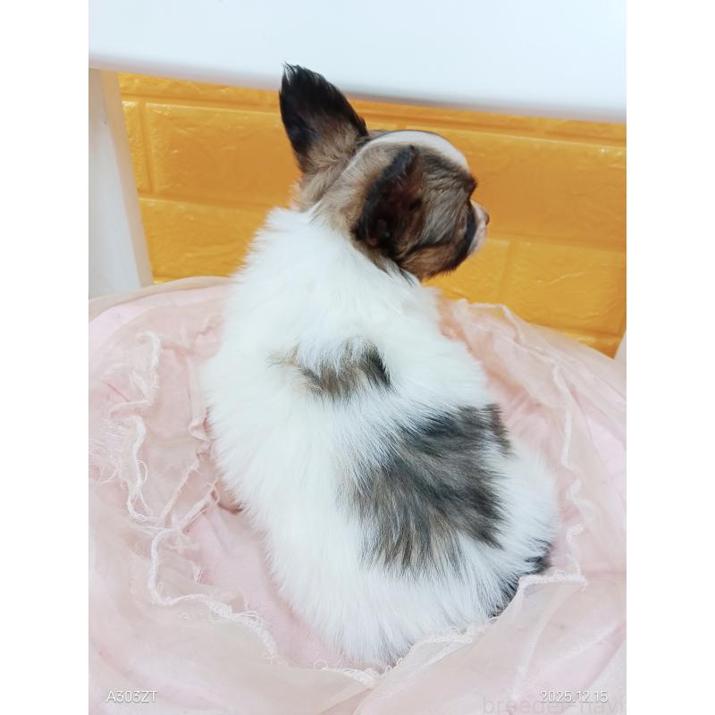 販売中の千葉県のパピヨン-423097の20枚目