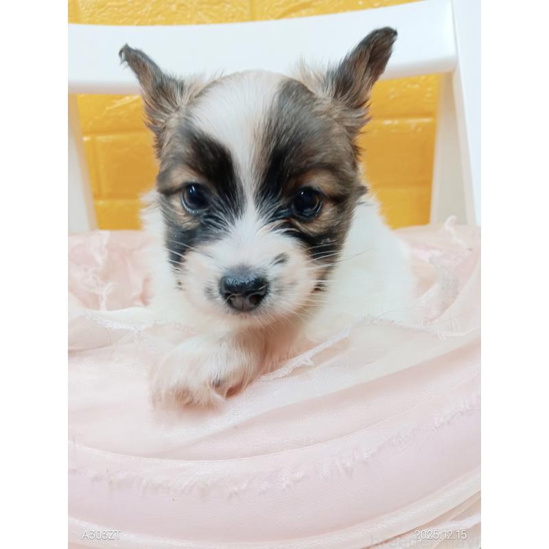 販売中の千葉県のパピヨン-423097の19枚目