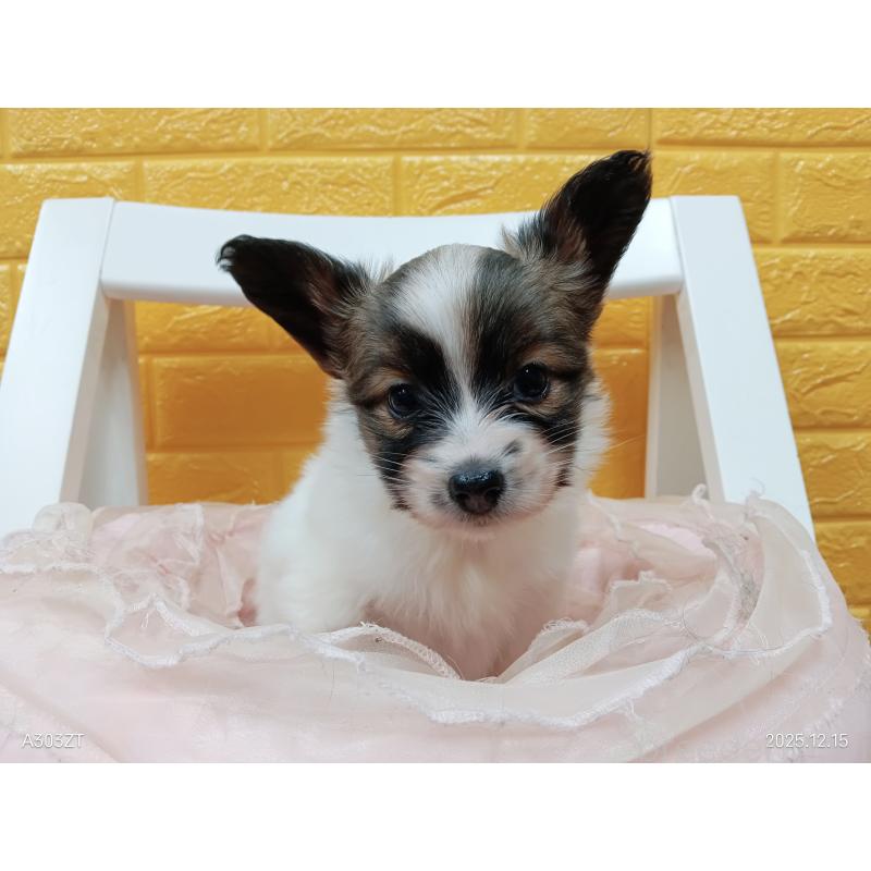 販売中の千葉県のパピヨン-423097の18枚目