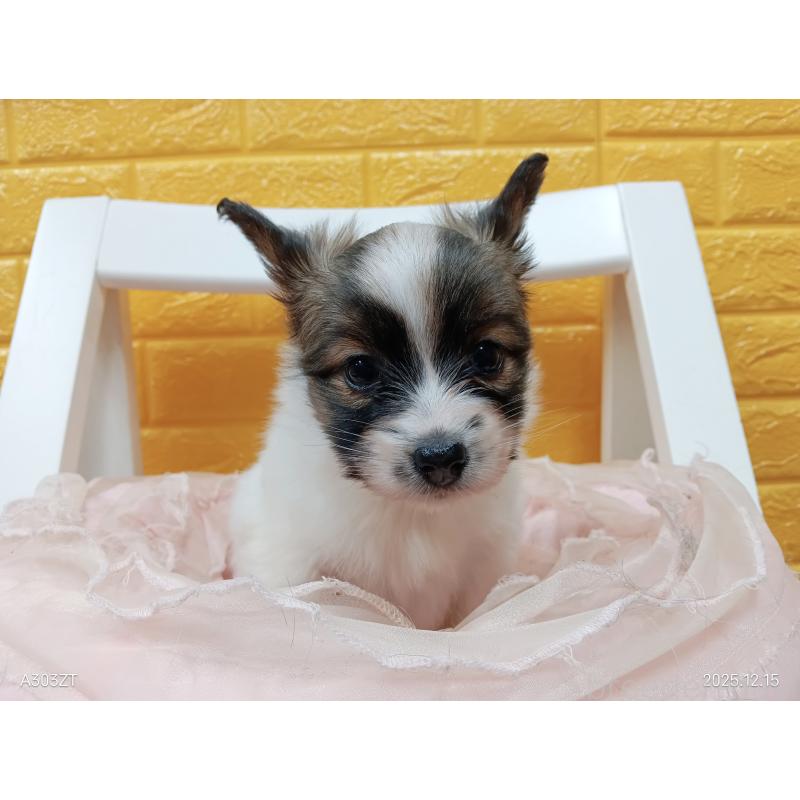 販売中の千葉県のパピヨン-423097の17枚目