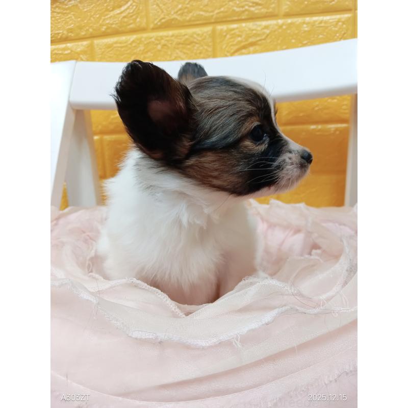 販売中の千葉県のパピヨン-423097の16枚目