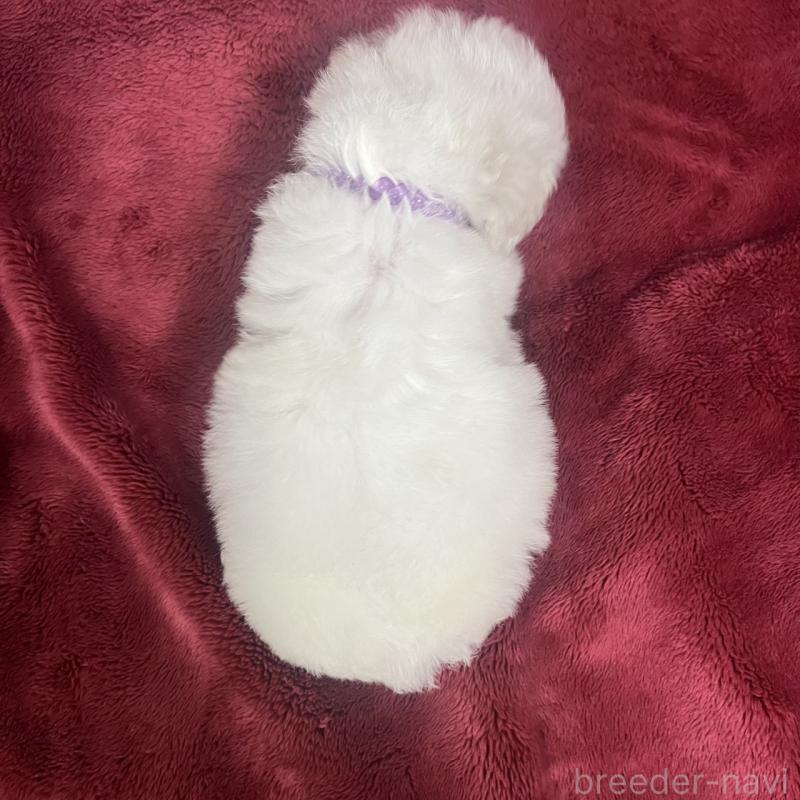 販売中の三重県のビションフリーゼ-434046の7枚目