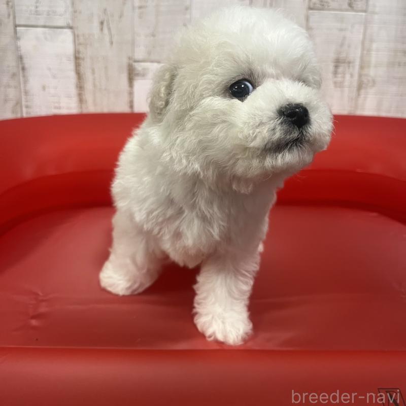 販売中の三重県のビションフリーゼ-434046の6枚目