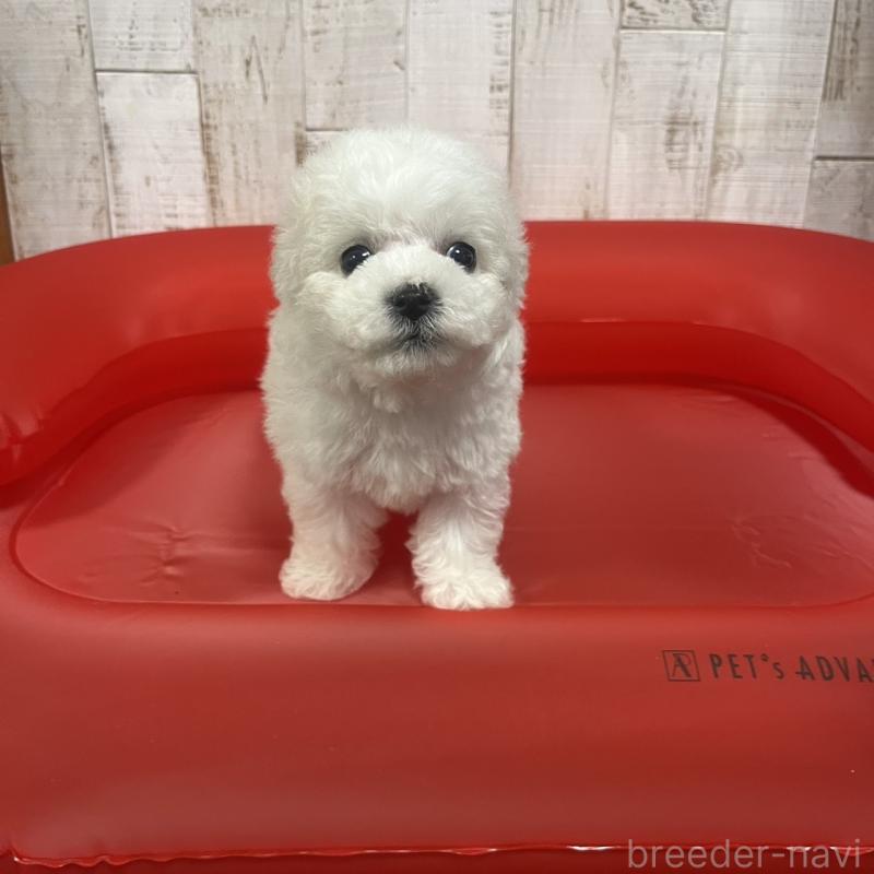 販売中の三重県のビションフリーゼ-434046の5枚目