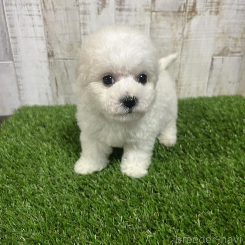 販売中の三重県のビションフリーゼ-434046の4枚目