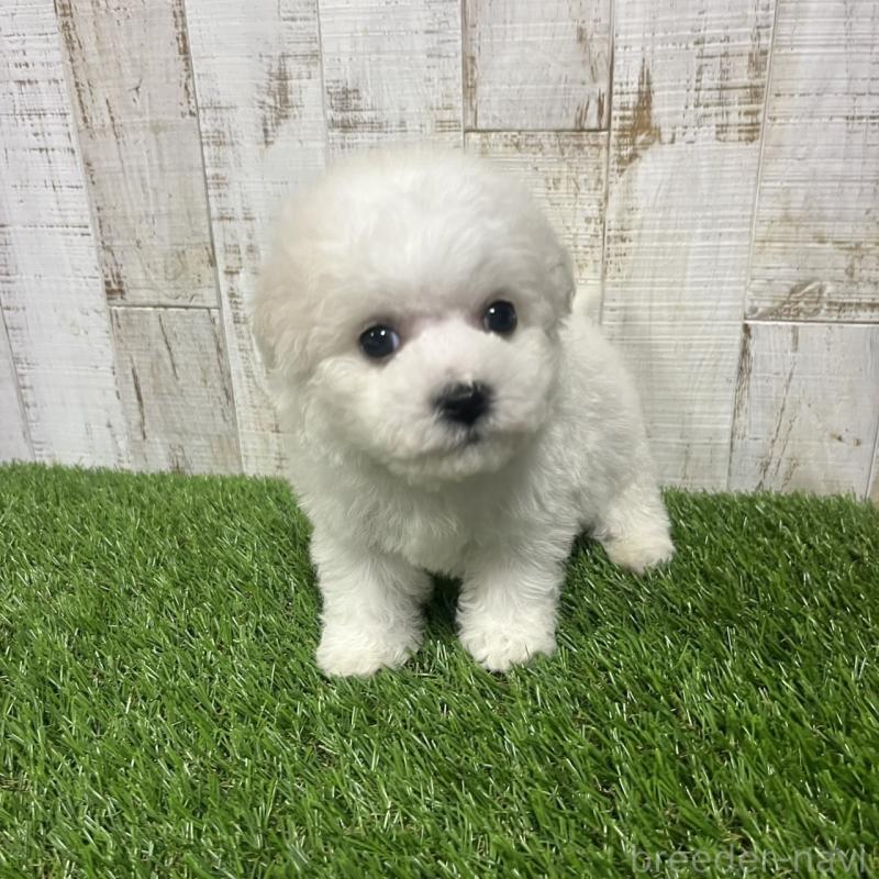 販売中の三重県のビションフリーゼ-434046の3枚目