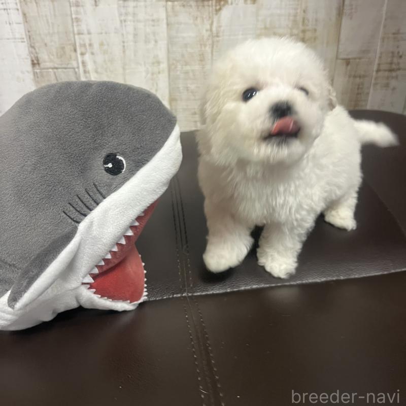 販売中の三重県のビションフリーゼ-434046の2枚目