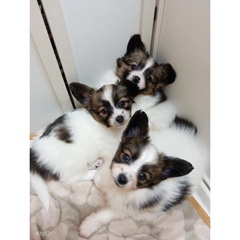 商談中の千葉県のパピヨン-423094の32枚目